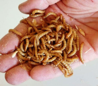 Replace Soy with Mealworms as a Protein-Rich Animal Feed Supplement Image